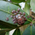 Ślady ugryzień w sypialni? Sprawdź, co zrobić, gdy w domu pojawią się pluskwy