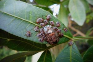 zamgławianie pluskiew insektstop.pl